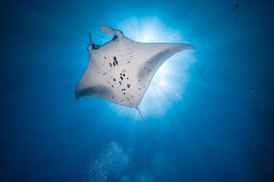 Manta Ray Fly Over