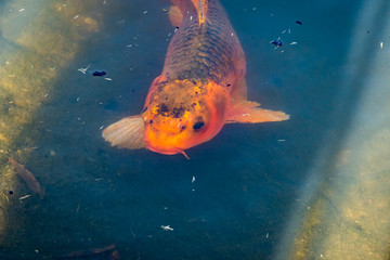 Golden Carp Fish swimming in pond in zoological setting.