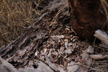 the ground of the forest