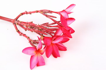 Red Frangipani flower isolated on white background
