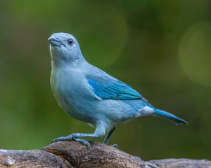 Blue-gray tanager - 9852