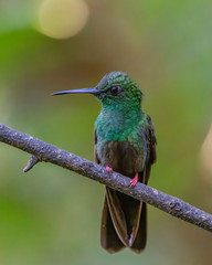 Bronze-tailed plumeleteer - 9712