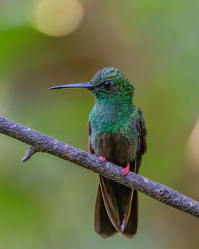 Bronze-tailed plumeleteer - 9712