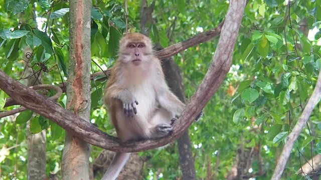Asian wild monkey sitting on a branch of green trees On the island in Thailand. Environment with forests and wildlife