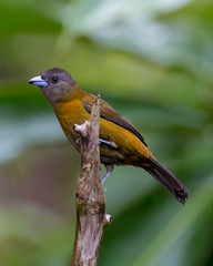 Passerini's tanager (female) - 7737