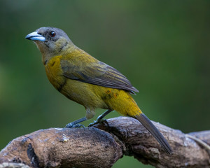 Passerini's tanager (female) - 9780