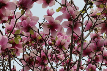 cherry blossom