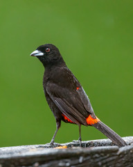 Passerini's tanager (male) - 8169