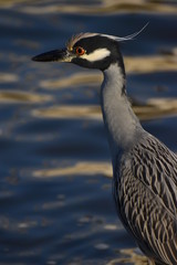 yellow-crowned night-heron