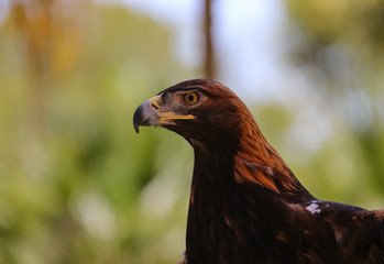 Close-up of the golden eagle bokeh, Beautiful golden eagle's head