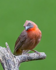 Red-throated ant-tanager - 9524