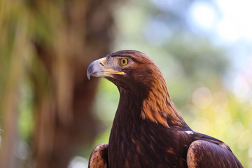 Close-up of the golden eagle bokeh, Beautiful golden eagle's head