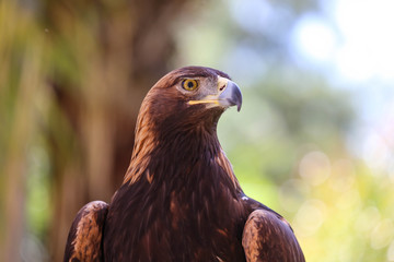 Close-up of the golden eagle bokeh, Beautiful golden eagle's head
