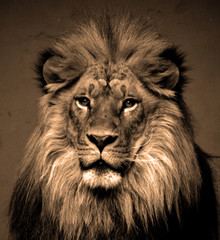 Male lion: Highly distinctive, the male lion is easily recognized by its mane, and its face is one of the most widely recognized animal symbols in human culture.  © Daniel Meunier