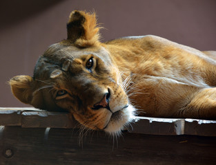 Lion is one of the four big cats in the genus Panthera, and a member of the family Felidae. With...