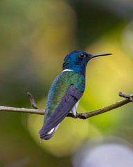 White-necked jacobin - 9837 