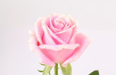 Pink rose isolated on white background
