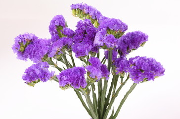 Purple Linonium on white background