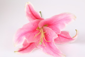 Naklejka na ściany i meble Pink lilies isolated on white background