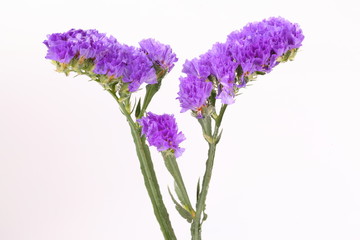 Purple Linonium on white background