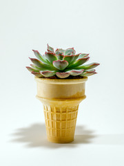 Echeveria Succulent in Ice Cream Cone