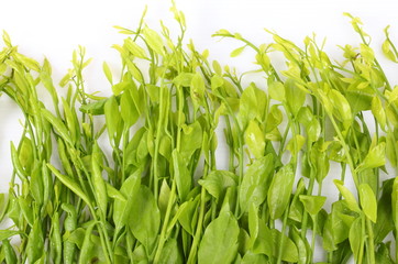 Young green vegetables isolated on white background