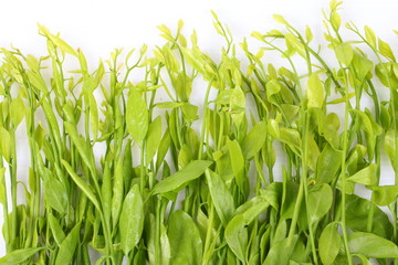 Young green vegetables isolated on white background
