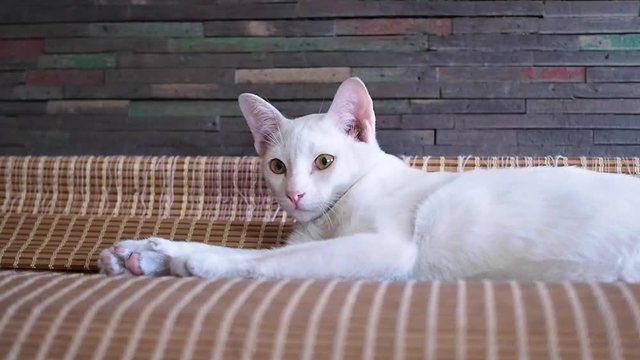 Kitten white Thai cat resting on wooden bed.