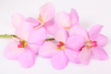 Naklejka na ściany i meble Beautiful pink orchid on white background