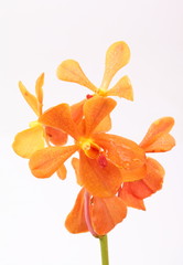 orange orchid isolated on white background