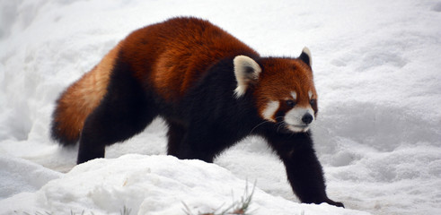 The red panda (Ailurus fulgens), also called lesser panda and red cat-bear, is a small arboreal mammal native to the eastern Himalayas and south-western China. © Daniel Meunier