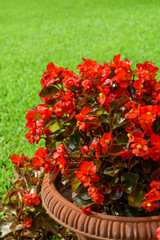 Fototapeta na wymiar red flowers in a pot