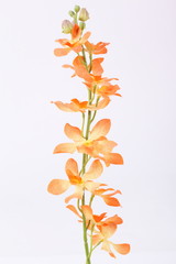 Beautiful orange orchid on a white background