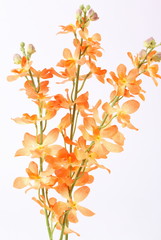 Beautiful orange orchid on a white background