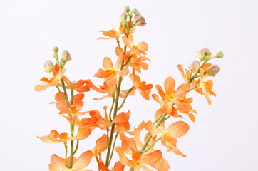 Beautiful orange orchid on a white background