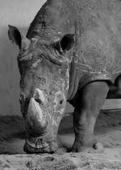 The white rhinoceros or square-lipped rhinoceros is the largest extant species of rhinoceros.  It has a wide mouth used for grazing and is the most social of all rhino species © Daniel Meunier