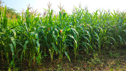 Green corn grown 