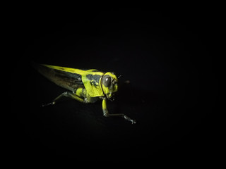 Green grasshopper isolated on black background