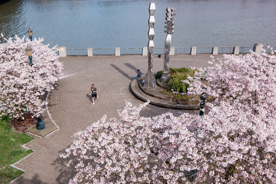 Cherry Blossoms In Portland, Oregon Waterfront Park