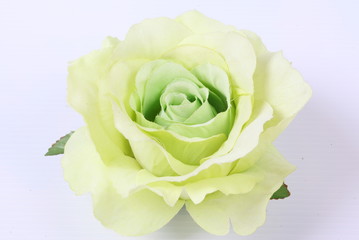 Artificial green rose on white background