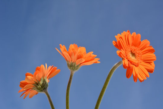 ガーベラ属 Images Browse 50 Stock Photos Vectors And Video Adobe Stock