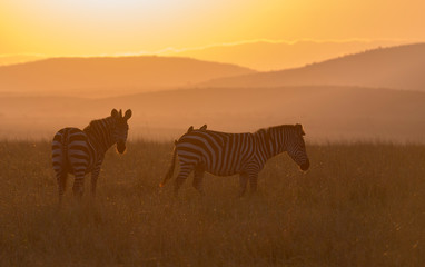 Fototapeta na wymiar Zebras feeding in grassland at Masai Mara during sunrise, Kenya, Africa