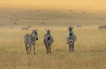 Zebras feeding in grassland at Masai Mara during Migration Month. Kenya, Africa