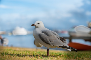 Seagull on beachside grassy edge to Pilot Bay, Tauranga, New Zealand
