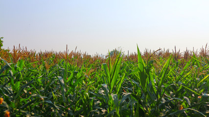 corn in the field