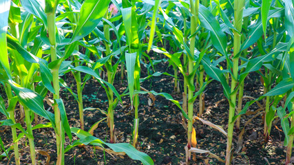corn in the field