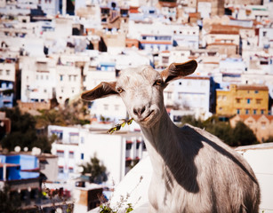 Domestic goat with the city of Chefchaouen in the backgrounds, Atlas mountains, Morocco