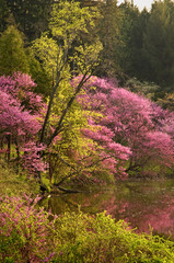 The colors of a flowering eastern redbud tree reflected in the calm surface of a secluded lake on a spring afternoon.