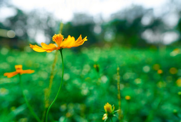 The yellow spring flower, also known as the star flower, is a tropical flower or Thailand.                   