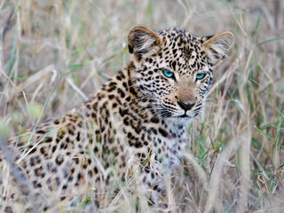 spring leopard